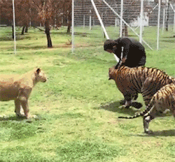 老虎 打架 动物园