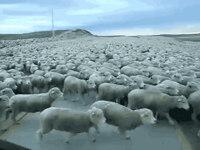 羊群 拥挤 奔跑 肥肥的