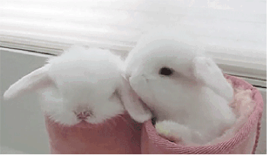 兔子 舔 白又白 毛茸茸