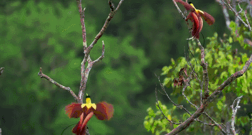 地球脉动 爬树 红极乐鸟 纪录片 迅速