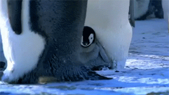 企鹅 可爱 爸爸带你走 哼哧哼哧