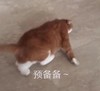 萌宠 喵星人 预备备 准备起跑 呆萌 可爱