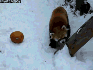 小浣熊 雪地 玩耍 南瓜