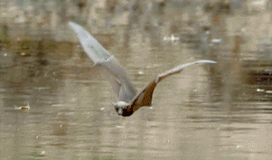 蝙蝠 飞行 点水 水花