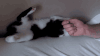 小猫 调皮 可爱 消失