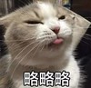 萌宠 猫星人 略略略 生气 呆萌 可爱