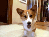 柯基 吐舌头 跳跳 萌萌哒 corgi