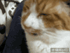 小猫 鼻涕泡 睡觉 搞笑