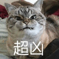 猫 生气 超凶