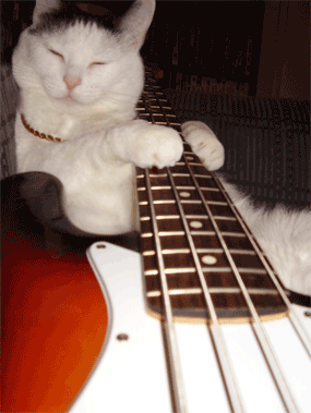有趣的 音乐 猫 动物