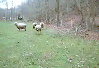 绵羊 狗 追 sheep