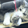 小猫 调皮 玩耍