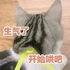 萌宠 喵星人 生气了 开始哄吧 搞怪 逗