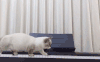 猫 喵星人 宠物 萌 可爱