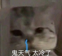 萌宠 猫星人 鬼天气 太冷了 呆萌 逗