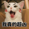 萌宠 喵星人 我真的超凶 劝你不要惹我 活泼 淘气