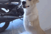 狗狗 可爱 萌