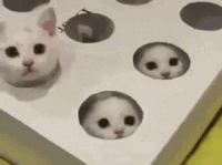 猫 可爱 萌宠