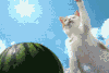 蓝天 白云 猫咪 西瓜