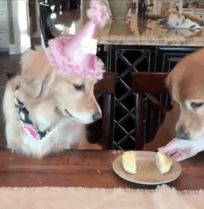 狗狗 吃蛋糕 帽子 可爱