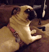 哈巴狗 pug 可爱 转头