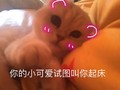 猫咪 你的小可爱试图 叫你起床 美美哒 可爱