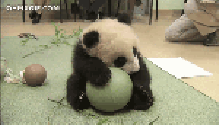 国宝 大熊猫 玩球 萌萌哒