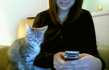 边 美女 猫咪 手机
