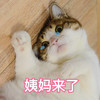 萌宠 喵星人 姨妈来了 身体不舒服 憨憨 可爱
