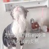 萌宠 猫星人 为什么要用你的冷漠浇灭我的炙热 生气 搞怪 逗