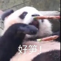 萌宠 熊猫 好笋 惊叹 呆萌 可爱