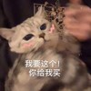 萌宠 猫星人 我要这个 你给我买 呆萌 可爱