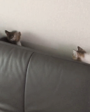 沙发 猫 玩耍 走