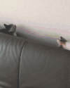 沙发 猫 玩耍 走