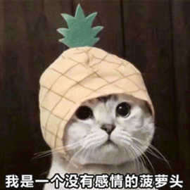 萌宠 猫咪 猫 我是一个没有感情的菠萝头 搞怪