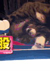 喵星人 可爱 萌宠 猫咪