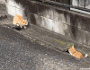 猫咪 喵星人 搞笑 可爱 淘气 玩耍
