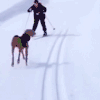 萌宠 滑雪 汪星人 搞笑