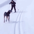 萌宠 滑雪 汪星人 搞笑
