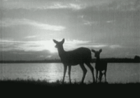 唯美 sunrise gif 视觉