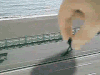 搞笑 特技 夸张 小人