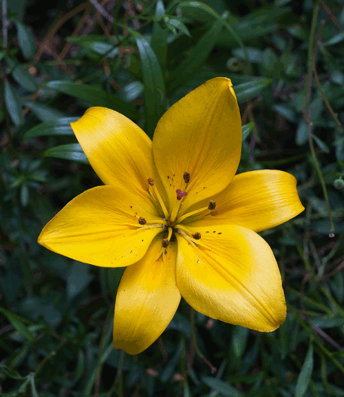 黄色 花朵 漂亮 植物 春天 花开时节
