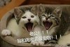 萌宠 猫星人 我和闺蜜去逛街啦 撒娇 呆萌 可爱