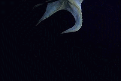 生物学 章鱼 小飞象 海洋生物学