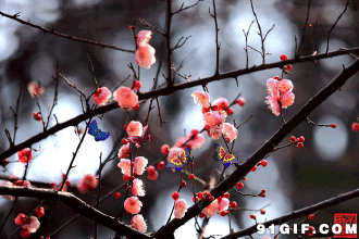 蝴蝶 合成 桃花 围绕 春天的景色 花儿开