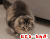卖萌 跟着我一起摇摆 萌宠 猫咪