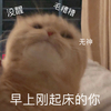 萌宠 喵星人 早上刚起床的你 双目无神 憨憨 可爱