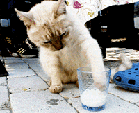 猫咪 喝奶   搞笑  可笑