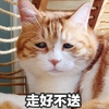 萌宠 猫星人 走好不送 呆萌 可爱