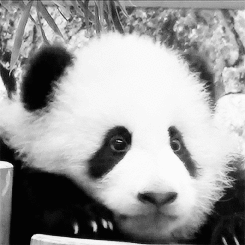 熊 动物 熊猫 熊猫宝宝 国宝 可爱 大熊猫